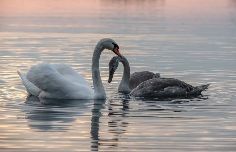 Лебяжья любовьphoto preview