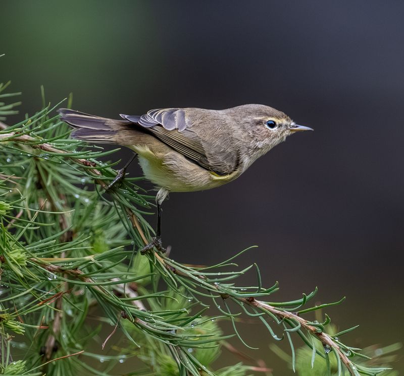 Этюды с пеночкойphoto preview