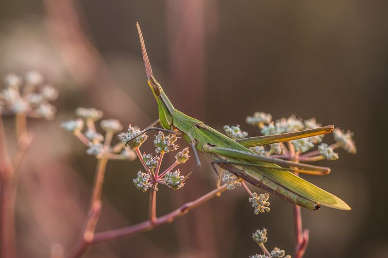 Акридаphoto preview