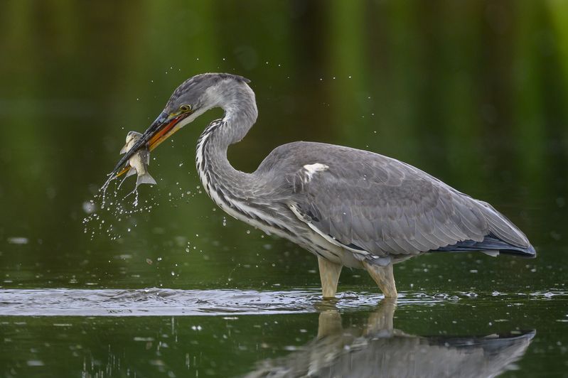 Уловphoto preview