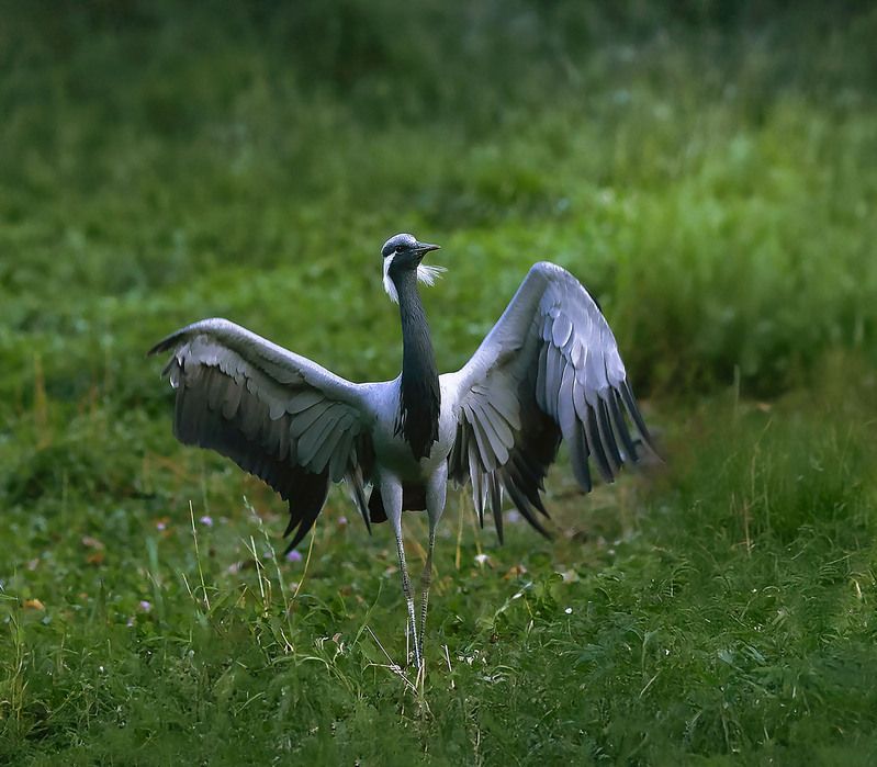 журавль, красотка, природа,crane, beautiful, nature Красоткаphoto preview