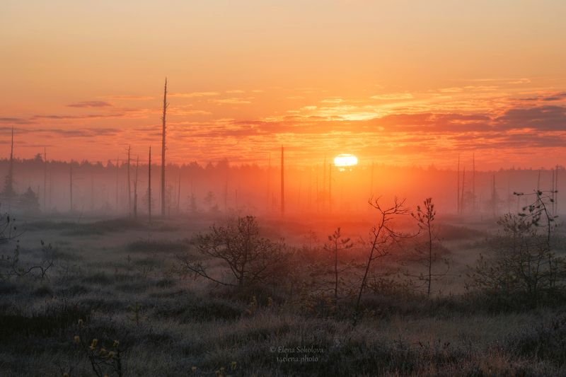 болото, рассвет, утро Туманный рассвет на болотеphoto preview
