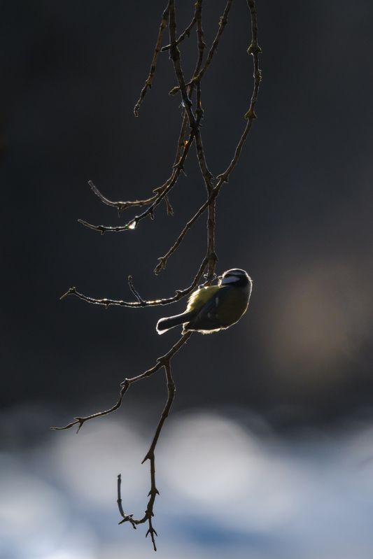 лазоревка, капель, древесный сок Сладкая капельphoto preview