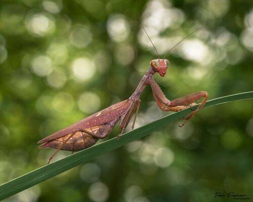 MANTIS
