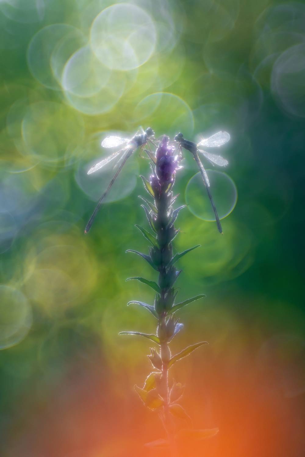 Автор: Кузнецов Дмитрий , Кузнецов Дмитрий