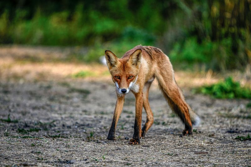 Калекаphoto preview