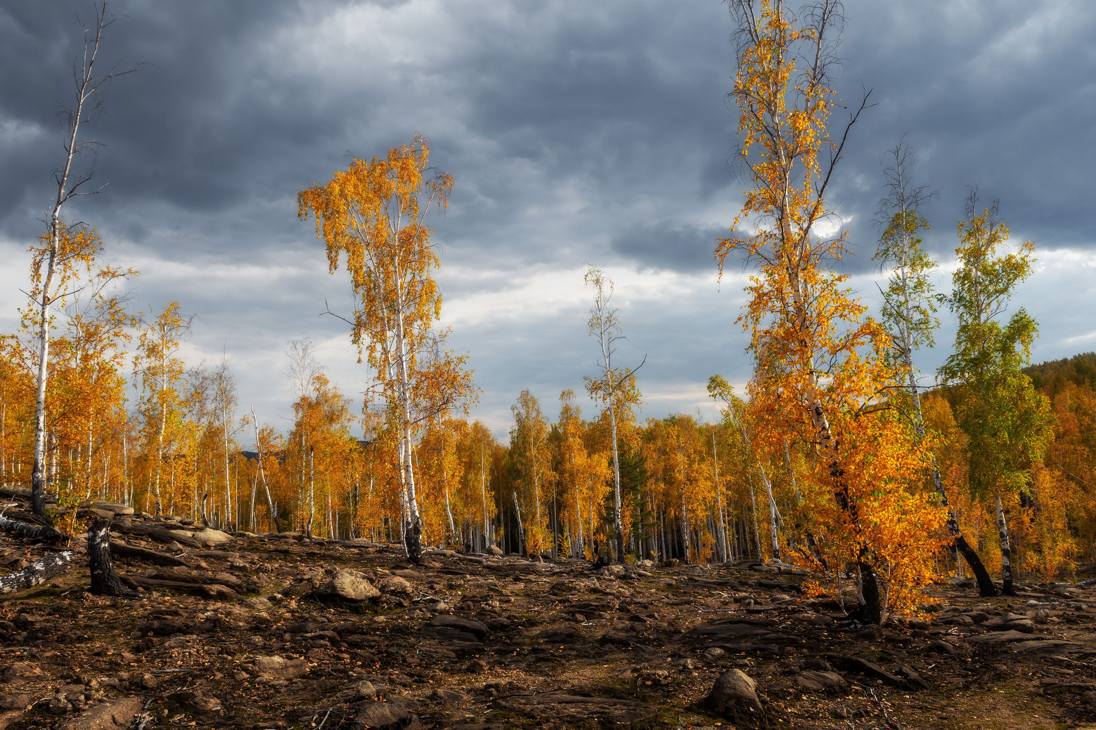 *******photo preview