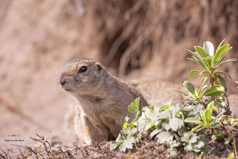 фото суслики, суслики. photo preview