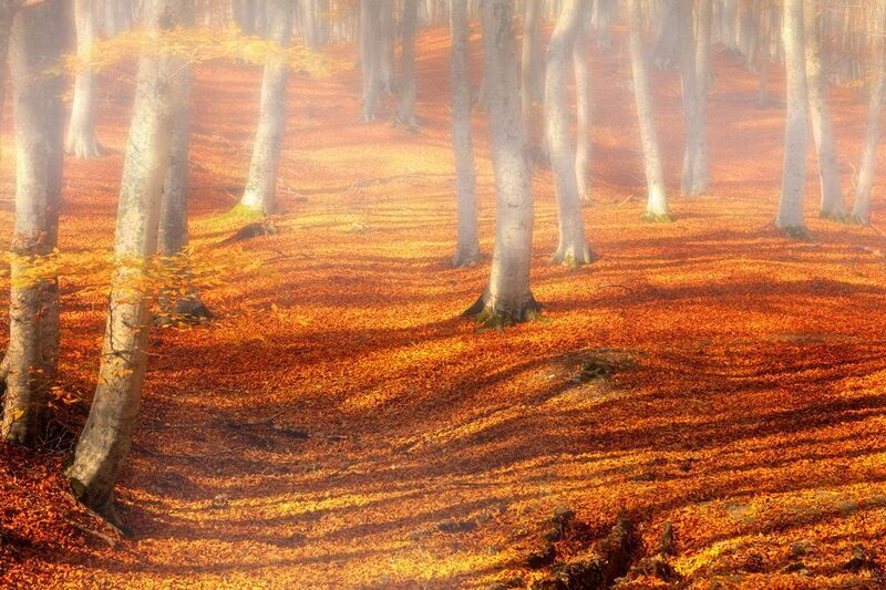 Утро в буковом лесуphoto preview