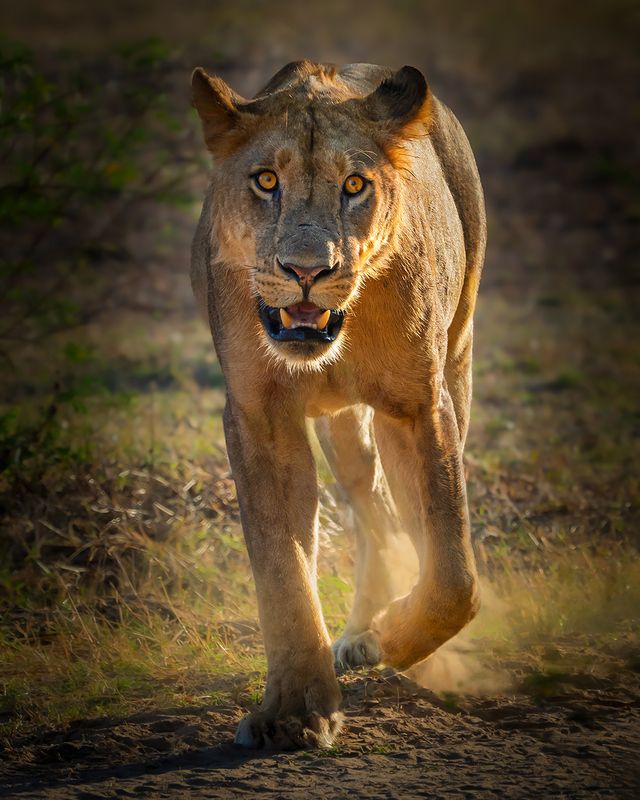 Meeting with the kingphoto preview