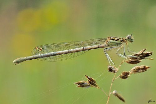 Platycnemis pennipes