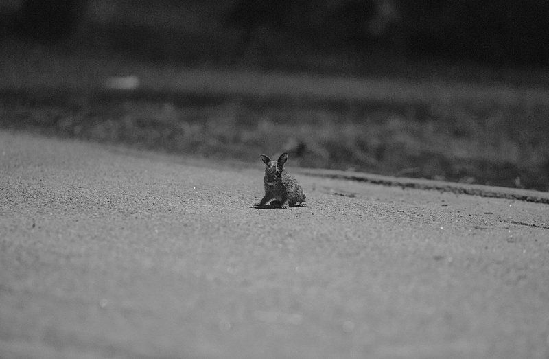 Жизнь, Заяц, Новорожденный, Природа новорожденный...photo preview