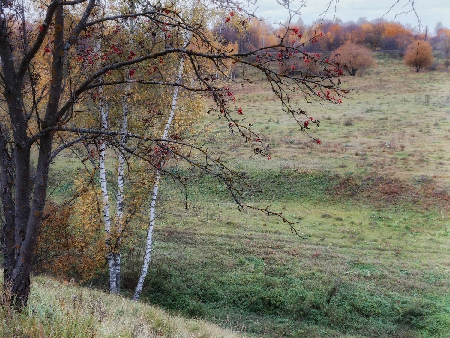 , Кондрашова Светлана