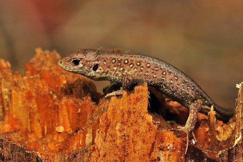 Lacerta agilis