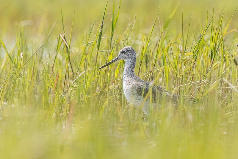 aves, birds, common greenshank, ptaki, tringa nebularia, kwokacz, birders corner Common Greenshankphoto preview