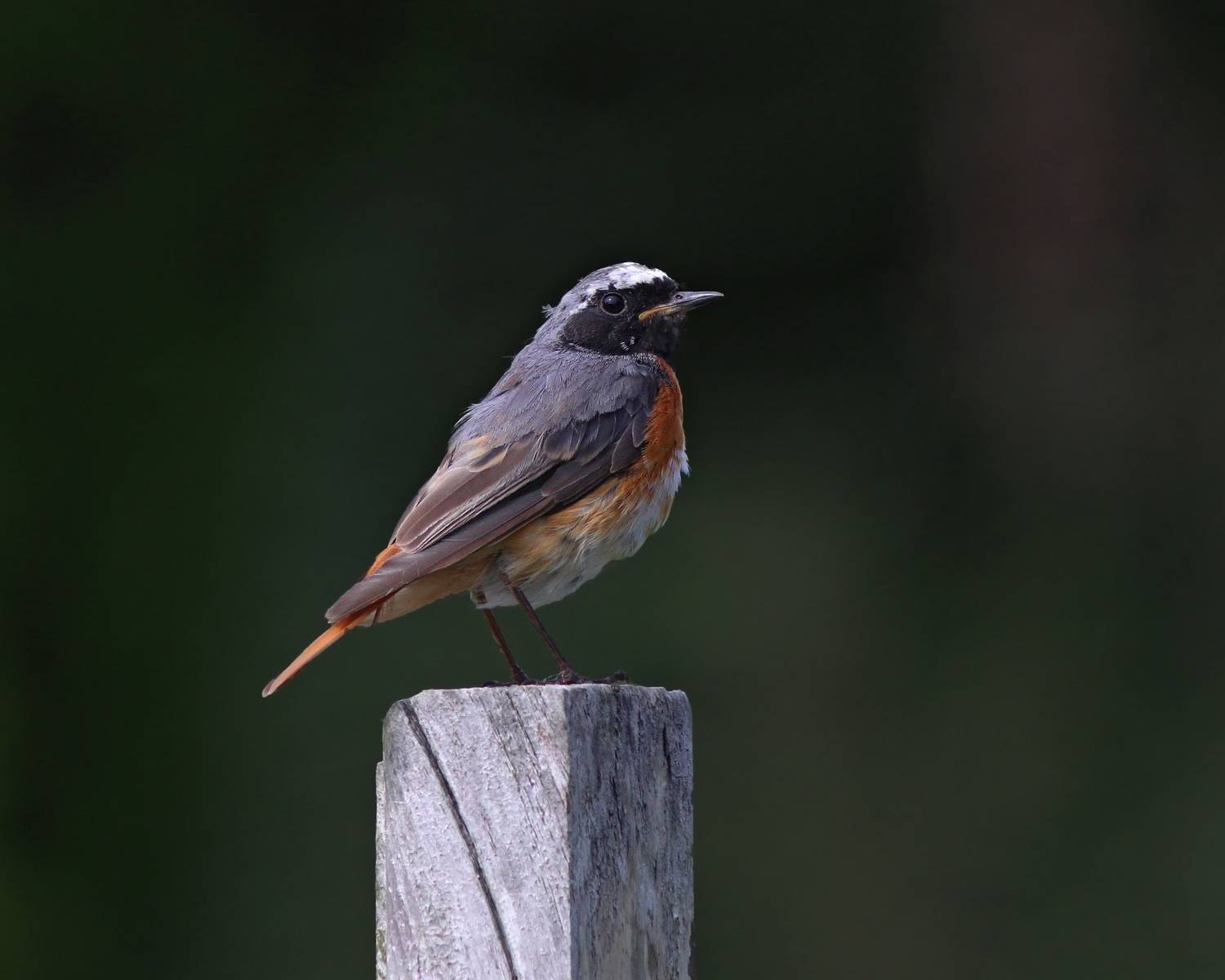 обыкновенная горихвостка, горихвостка, phoenicurus phoenicurus, common redstart, Бондаренко Георгий
