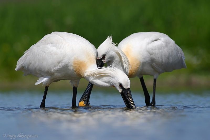 Занятые колпицыphoto preview