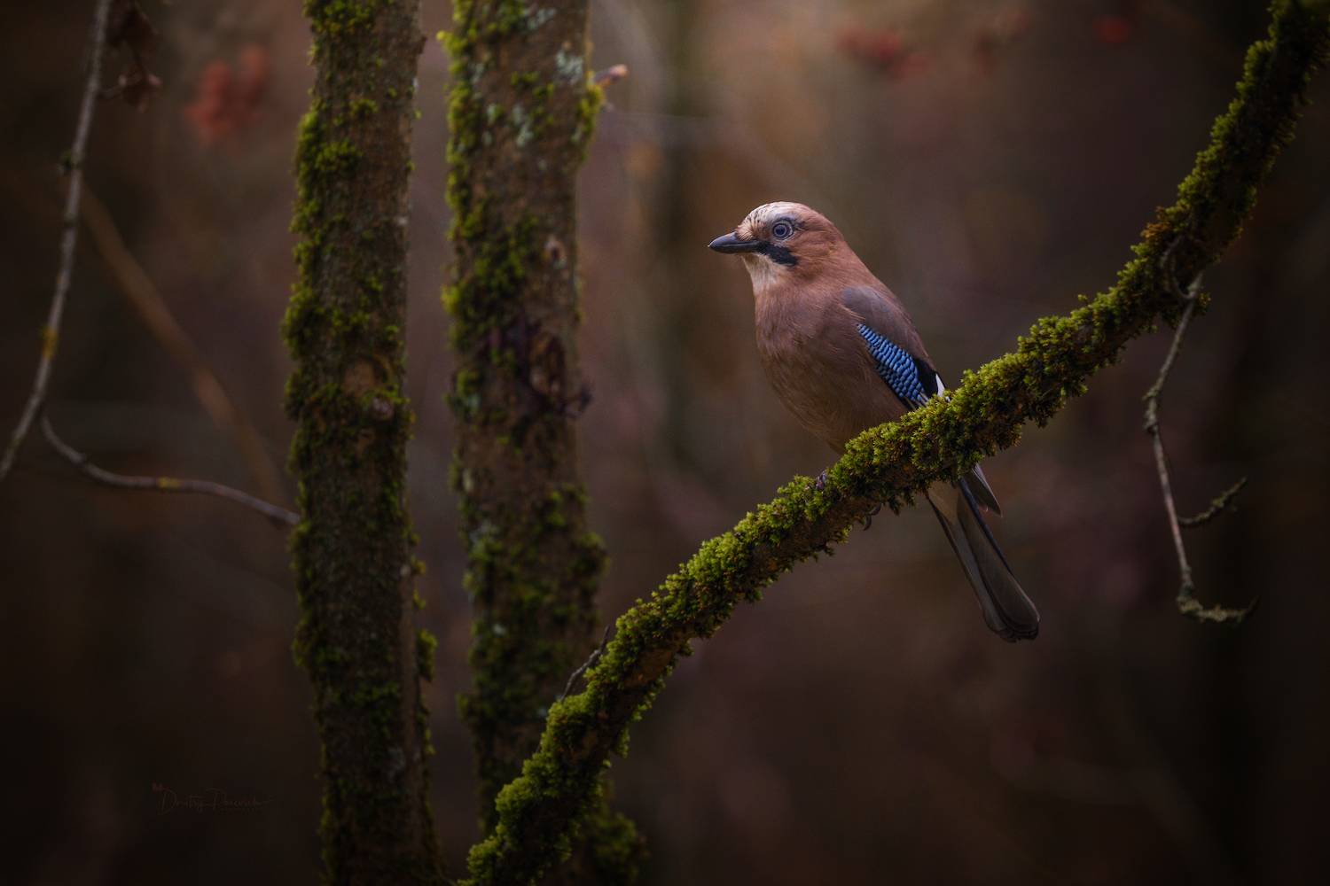 природа, лес, поля, огороды, животные, птицы, макро, Дмитрий Посевич