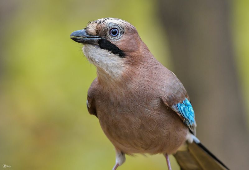 Сойкаphoto preview