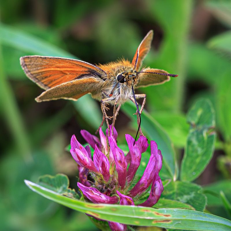 насекомые, бабочка, толстоголовка, лето, июнь Толстоголовкаphoto preview