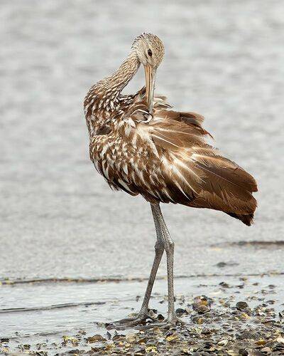 Limpkin -  пастушковый Журавль