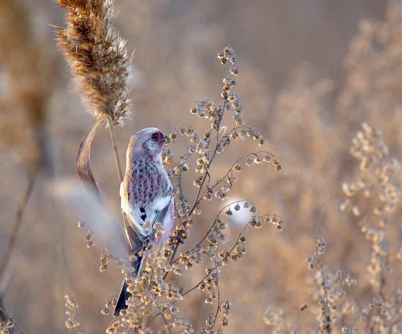 птица, урагус, самец, самка, Урагусы. (2 фото)photo preview