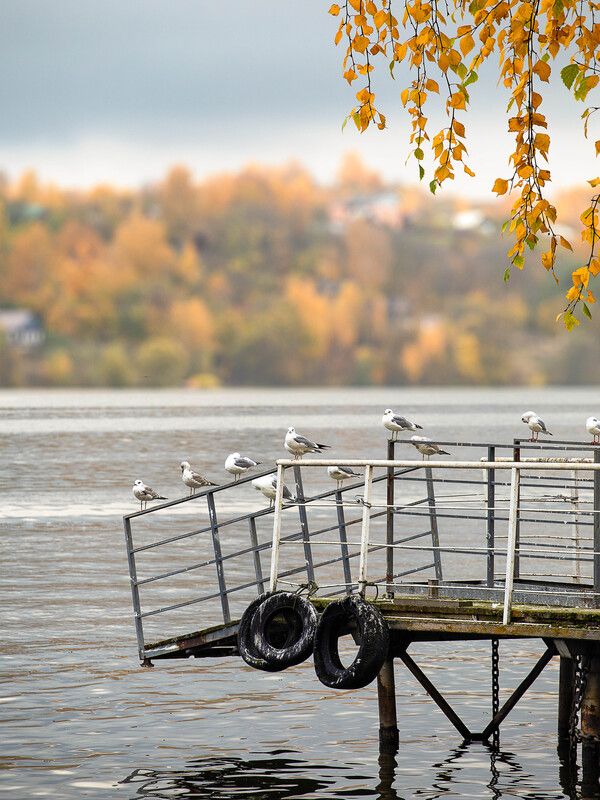 Чайки на пристаниphoto preview