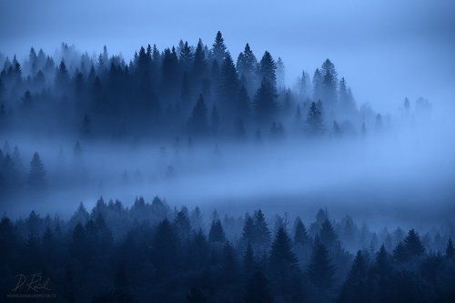 Night forest
