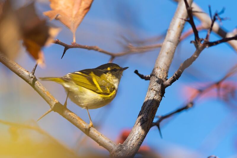 пеночка, пеночка корольковая, корольковая пеночка, птица, птицы, осень, лес, природа, фотоохота, новосибирск Портреты корольковой пеночкиphoto preview