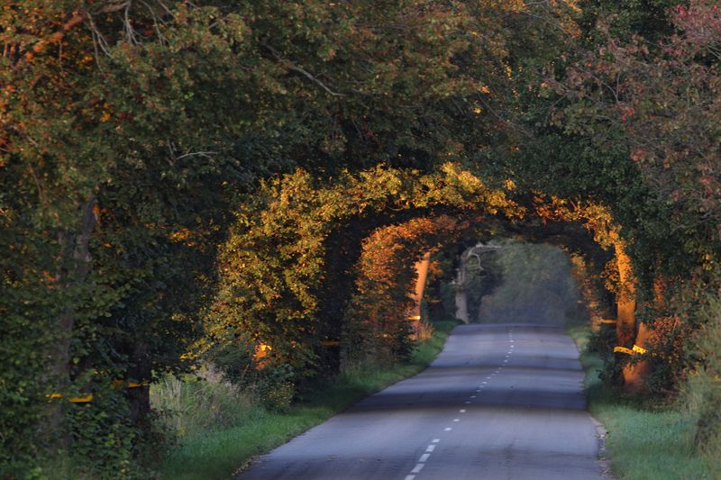 дорога, вечер, закат, деревья, калининградская область, road, evning Дорога зовёт!photo preview