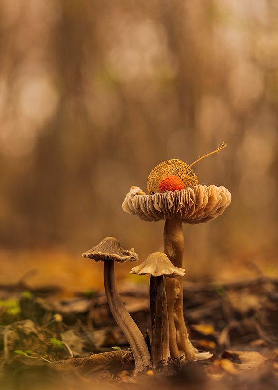 осень, лес, грибы, физалис, макро Вишенка на тортеphoto preview