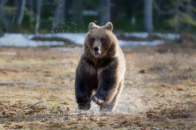 Первый  на болоте танцор