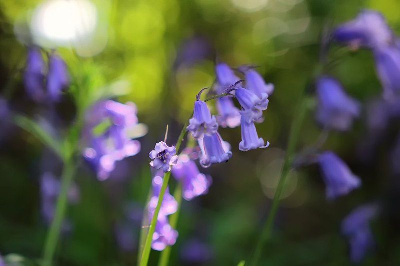 Акварель весныphoto preview