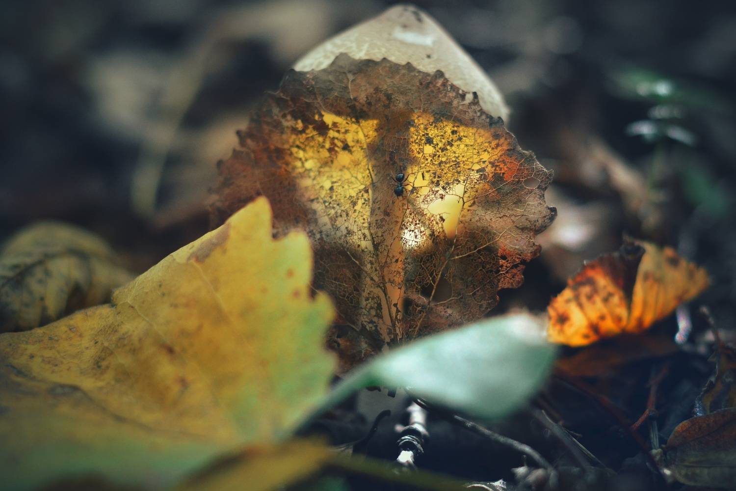 Автор: Юлияна Стоянова , Юлияна Стоянова