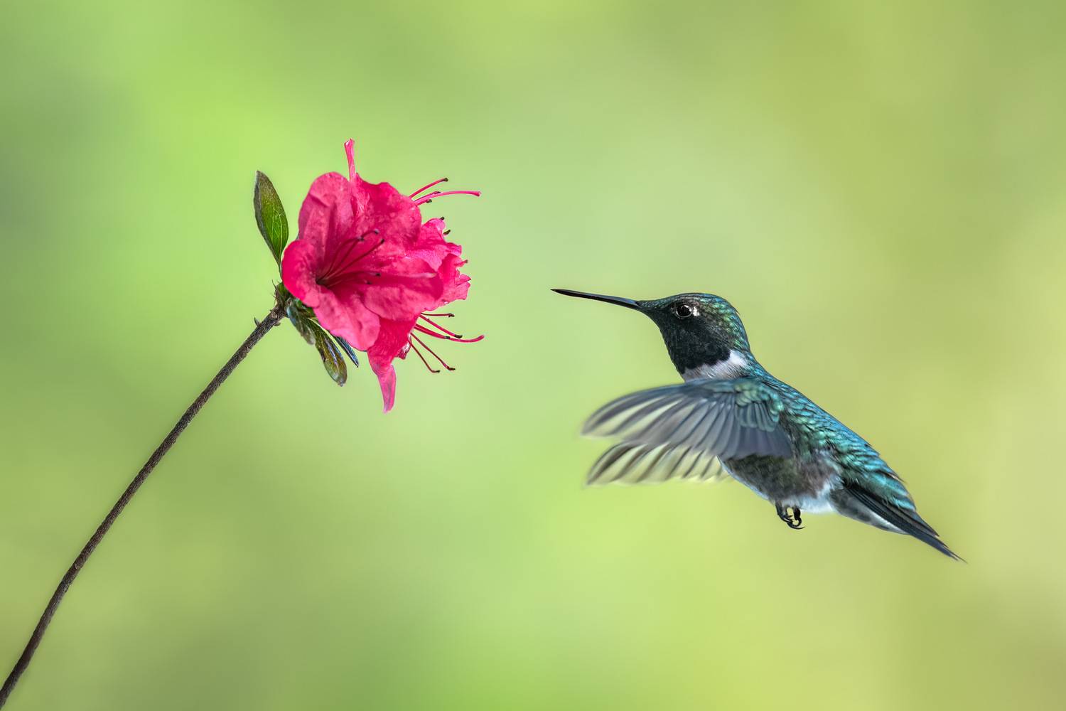 bird, humming, hummingbird, hummingbirds, hummer, rufous, nature, animals, wild, action, dynamic, Atul Saluja