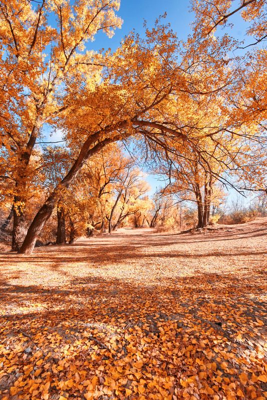 Пламенная осеньphoto preview