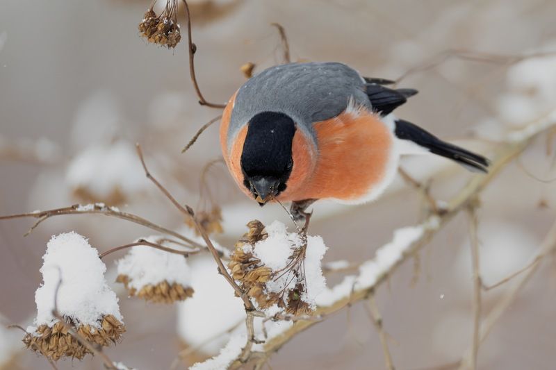 снегирь, птицы photo preview