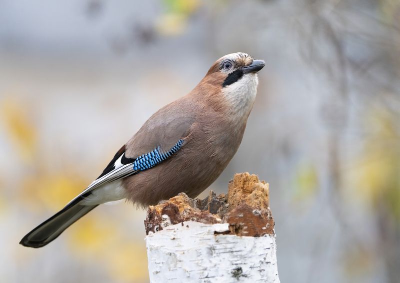 птицы,природа, осень Сойкаphoto preview