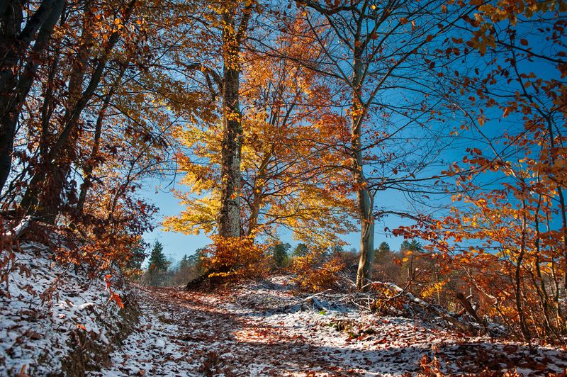 снег листья деревья небо солнце северный склон Северный склонphoto preview