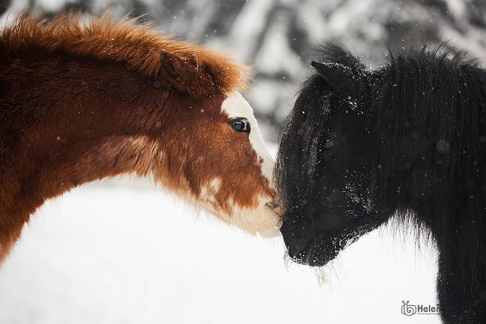 Автор: Helena , Helena