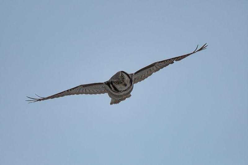 А может тебя съесть?photo preview