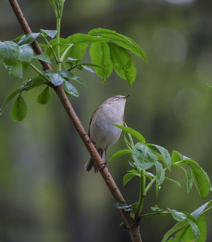 птичкаphoto preview