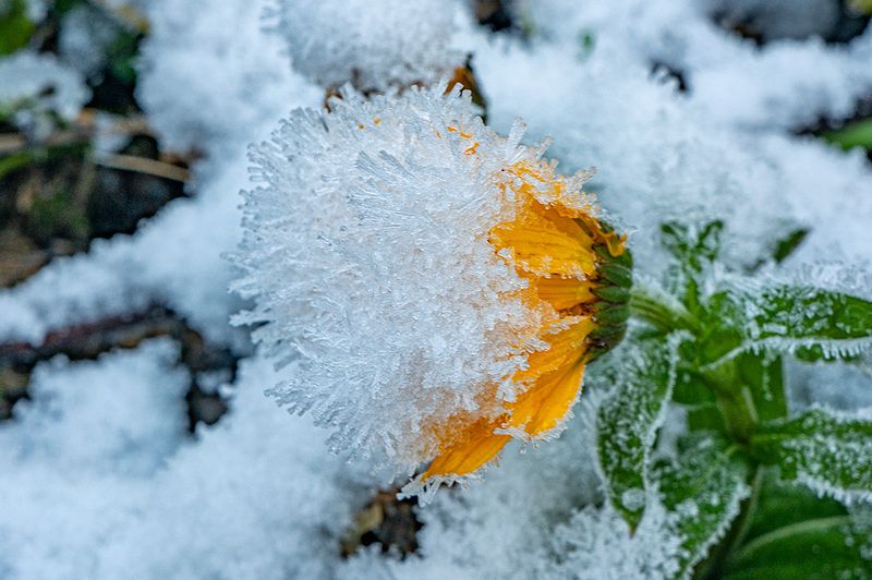 Первый снегphoto preview