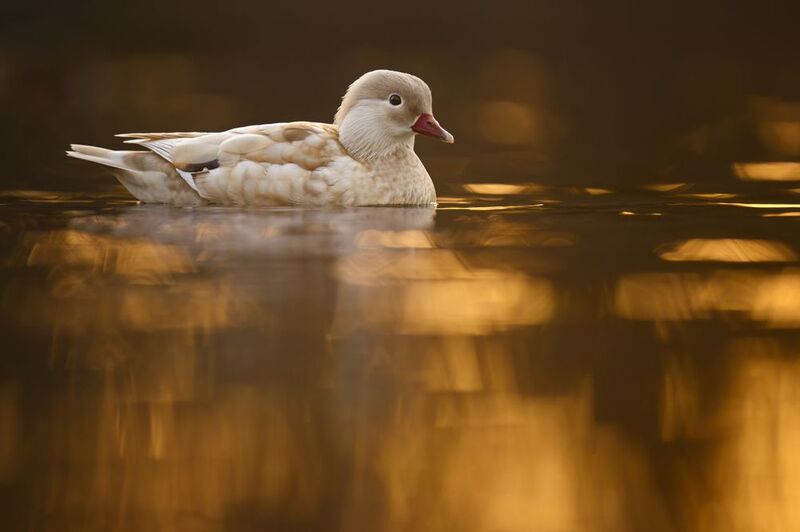 bird,nature,wildlife,sunset,mandarinduck Golden serenityphoto preview