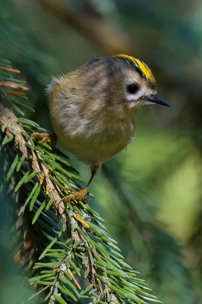 Желтоголовый королёк. Автор: Дмитрий Доронин , Дмитрий Доронин