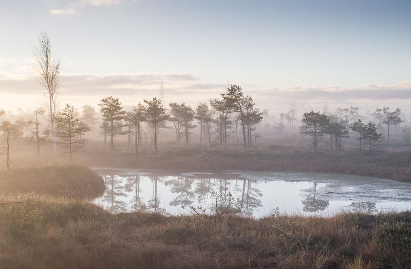Утро на болотеphoto preview