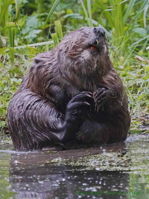 Царь рекиphoto preview