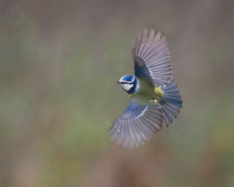 Лазоревка - Lens and Feathersphoto preview