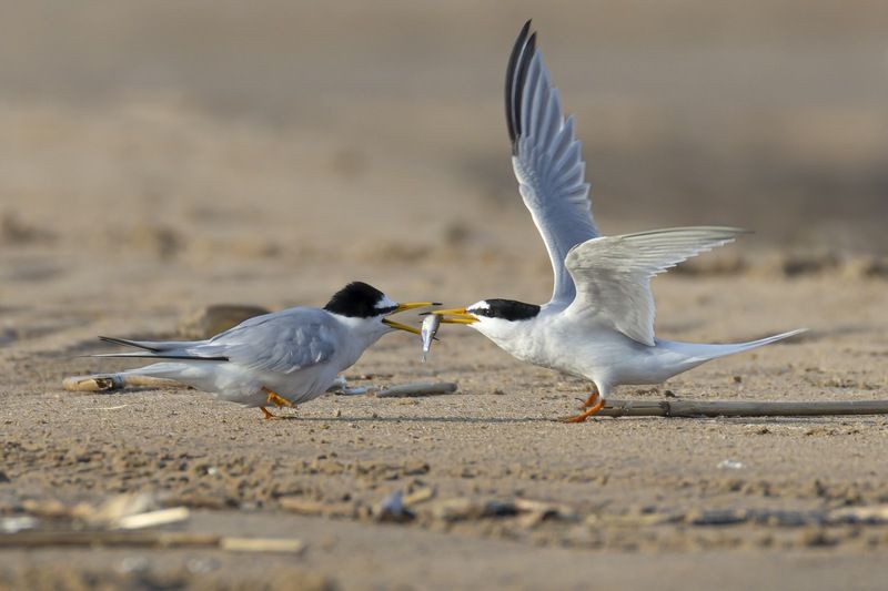 малая крачка, крачка, чайка, птицы, красная книга, любовь Признание в любвиphoto preview
