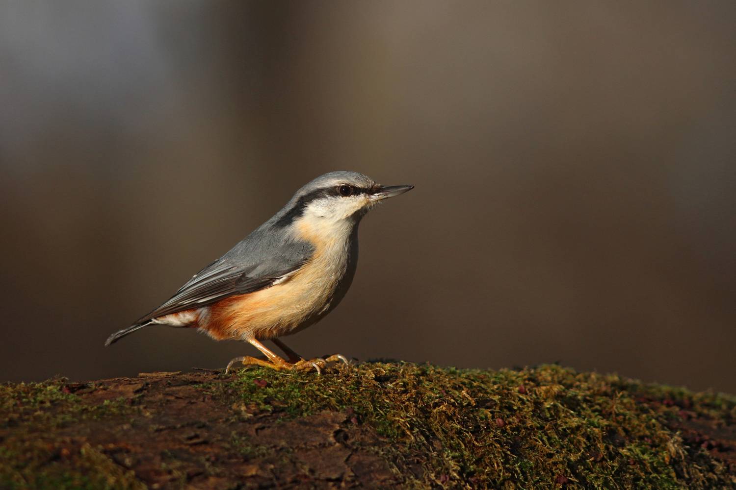 обыкновенный поползень, поползень, sitta europaea, eurasian nuthatch, nuthatch, Бондаренко Георгий